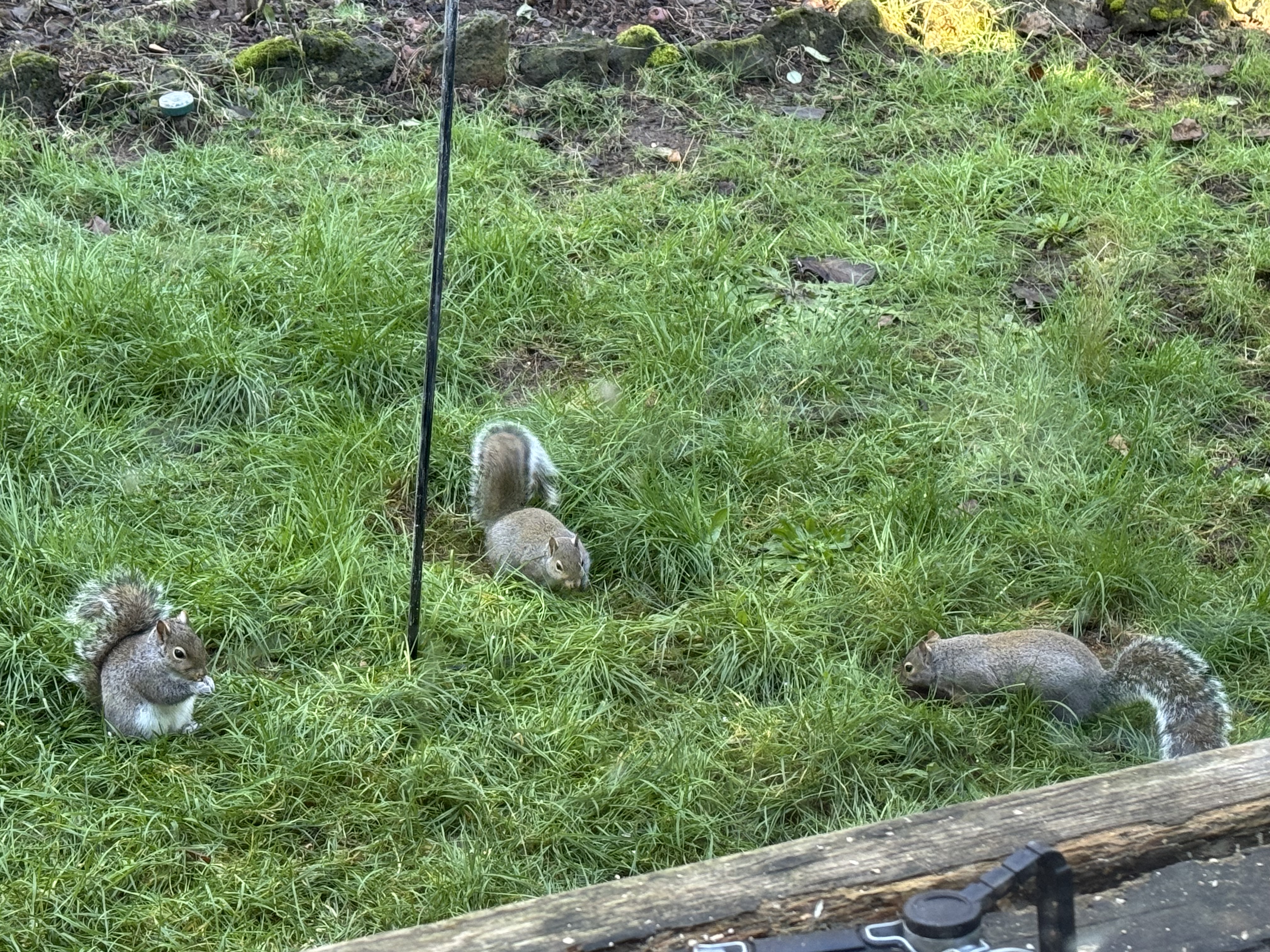 Squirrels at the birdfeeder